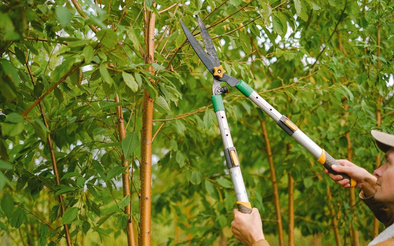 Tree trimming in Okay, OK