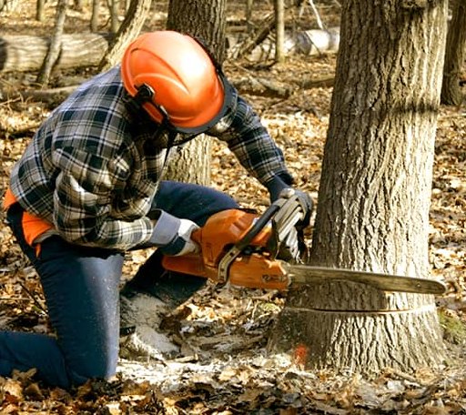 Tree Removal in Okay, OK